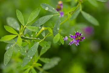 Close-up of green leaves and purple wildflower with dew drops on a vibrant morning. Concept of nature's freshness, botany and seasonal growth