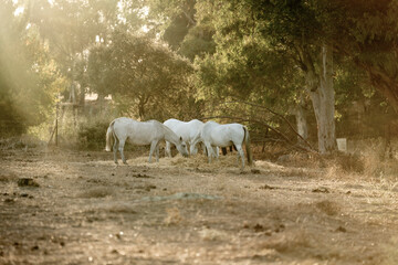 beautiful white horses in Spanish landscape horse equine pony pretty
