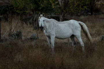 Fototapeta premium white horse in the landscape in Spain in sunset golden hour