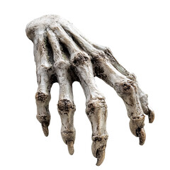 Dead skeleton hand with fingers claw grip on an isolated background