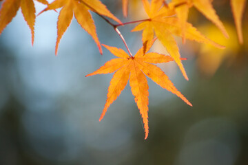 Beautiful vibrant fall colors in the colorful forest, leaves, trees of Portland Japanese Garden in Portland, Oregon, USA	
