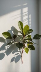 Small potted plant with glossy leaves casting shadow on white wall