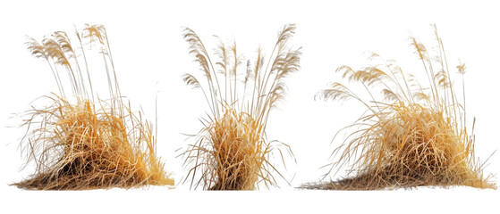 dry grass png transparent background