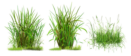 grass vector png transparent background
