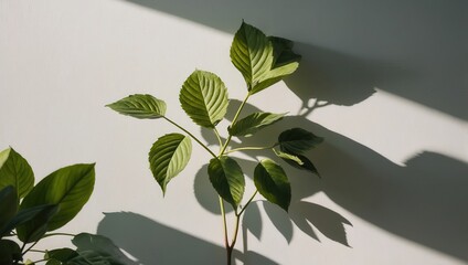 Potted plant with green leaves in sunlight, casting shadow on wall