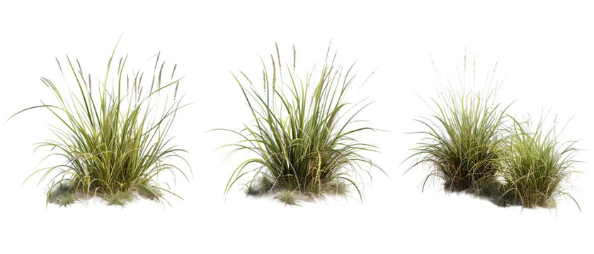 desert grass png transparent background