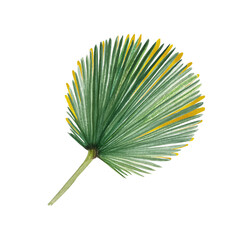 Palm leaf green and gold hand painted watercolor illustration isolated on white. High quality image perfect for cards, posters, stickers, Christmas decoration design. Exotic plants clip art