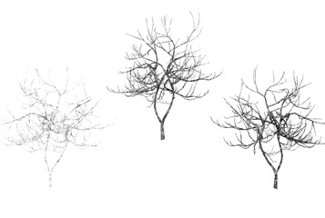 Fototapeta premium This 3D design features three leafless trees, showcasing intricate and bare branches extending in different directions.