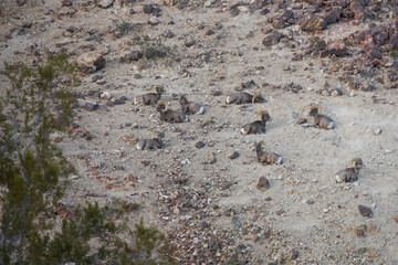 Bighorn sheep herd laying on a hill