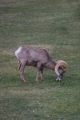 Bighorn sheep grazing on grass