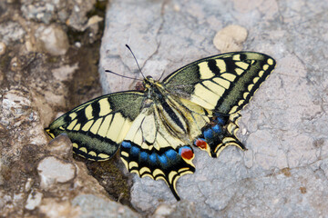 Close-up of a Papilio machaon butterfly resting on a rock