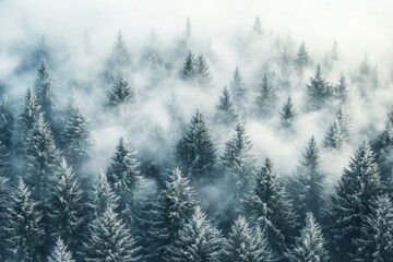 A misty forest landscape with tall trees nature snow fog.