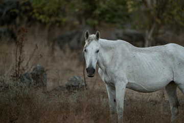 Fototapeta premium white horse in the landscape in Spain in sunset golden hour