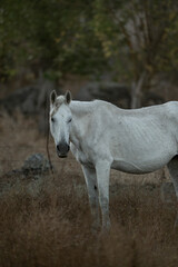 Obraz premium white horse in the landscape in Spain in sunset golden hour