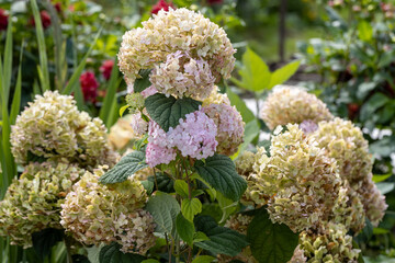 Hydrangea arborescens Candybelle Lollypop (Bubblegum) flowers in garden