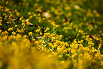 field of yellow flowers