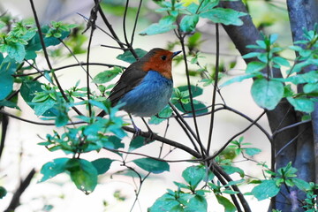 枝に止まるコマドリ