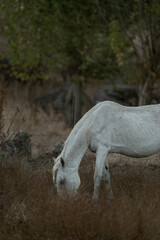 white horse in the landscape in Spain in sunset golden hour