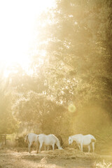 Fototapeta premium white horse in the landscape in Spain in sunset golden hour herd eating hay