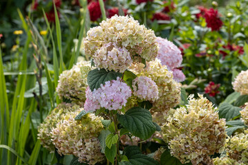 Hydrangea arborescens Candybelle Lollypop (Bubblegum) flowers in garden