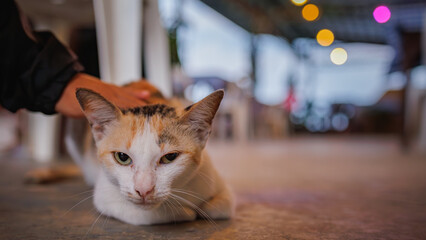 A short-haired calico cat (tri colors cat) is sitting on the floor. (blurred, unfocused background)