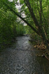 Karelia, Russia, July 10, 2024. River in the thicket of trees.                              