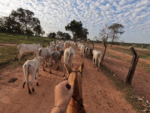 cavalgada simulando comitiva pantaneira em miranda, mato grosso do sul, pantanal 