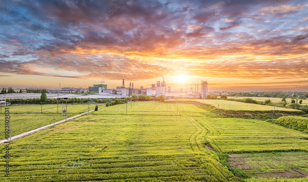 Poster Industrial area chemical factory buildings and wheat field landscape at sunset