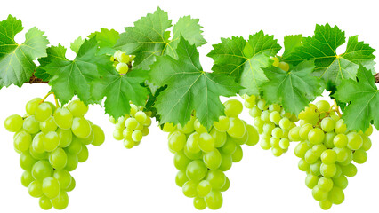 Obraz premium Green Grapes Hanging on a Vine with Leaves on a Transparent Background