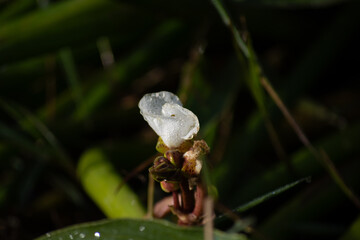 raining white flower