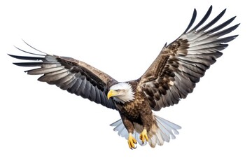 Obraz premium Majestic bald eagle in flight