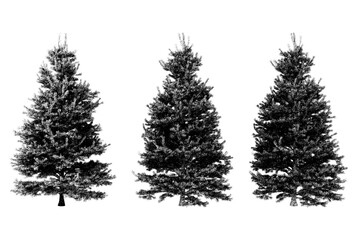 The trees have a classic conical shape, typical of evergreen pines, with dense branches extending outward and upward, creating a full and symmetrical form.