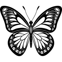 butterfly isolated on white