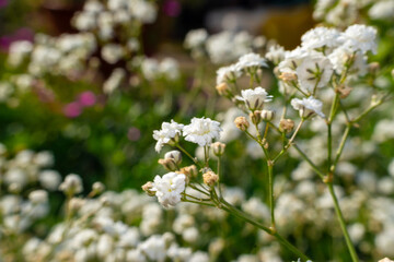 white flowers in the garden