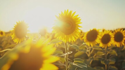 Obraz premium Bright sunflower field with golden sun rays streaming through