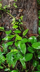 forest