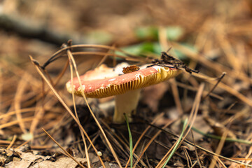 Close-up of a wild mushroom growing on forest floor with pine needles