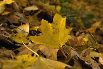 Yellow maple leaves