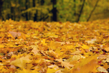 A glade dotted with orange leaves
