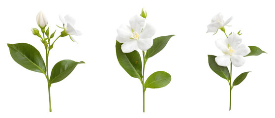 Obraz premium jasmine flower png transparent background