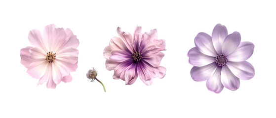 Fototapeta premium pastel flowers png transparent background
