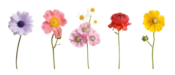 Obraz premium pastel flowers png transparent background