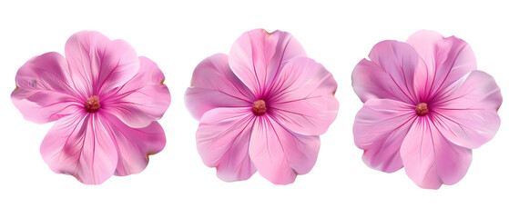 pink flowers png transparent background