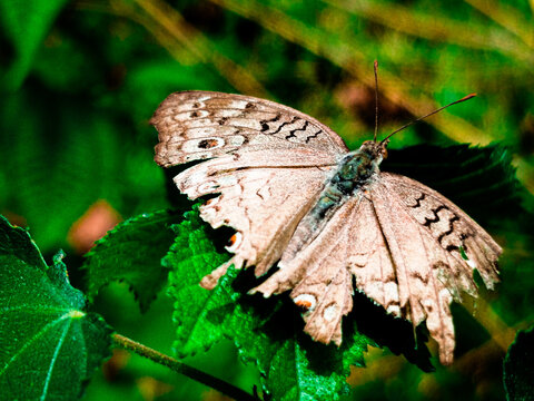Butterfly on Leaf
Junonia atlites (Gray Pansy)