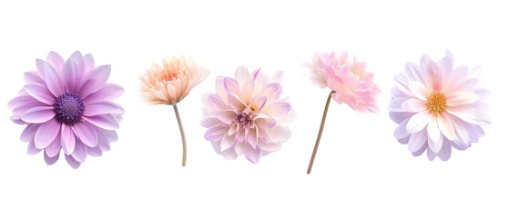 pastel flowers png transparent background