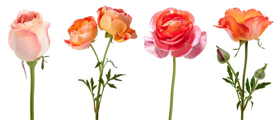 Obraz premium flowers art png transparent background