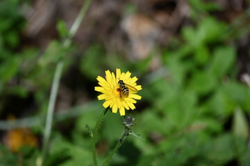 Dandelion and wasp 2