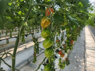 tomatoes in the garden