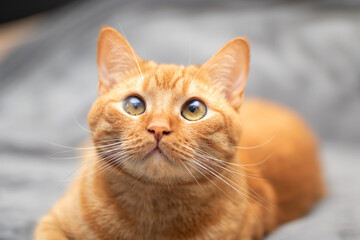 There is a cat laying comfortably on a blanket while looking up at the camera