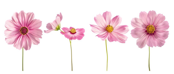 Obraz premium flower image png transparent background